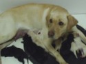 Bella Pups_008.jpg